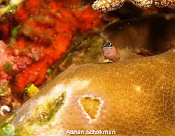 Red & Yellow taken at Komodo Island using Olympus E330 by Adrian Schokman 